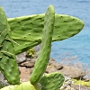 Plants: image 52 Of 62 Thumb